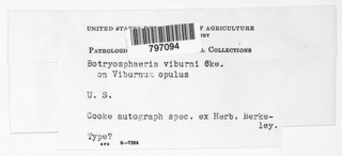 Melanops viburni image